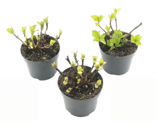 Trei plante mici în ghivece de plastic cu frunze verzi tinere și tulpini lemnoase.