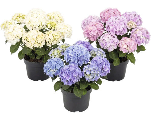 Hortensie FloraSelf Hydrangea macrophylla H 10-20 cm | HORNBACH