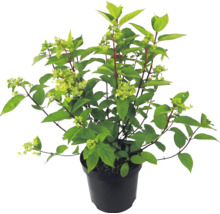 Hortensie paniculată în ghiveci negru cu frunze verzi și muguri de flori.