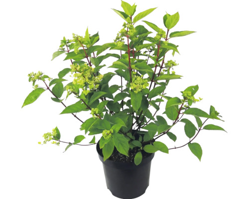 Hortensie paniculată în ghiveci negru cu frunze verzi și muguri de flori.