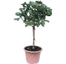Hortensie pe tulpină în ghiveci de plastic, cu frunze verzi și muguri de flori.