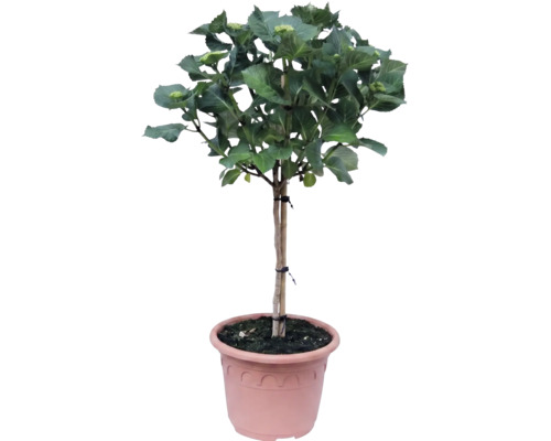 Hortensie pe tulpină în ghiveci de plastic, cu frunze verzi și muguri de flori.