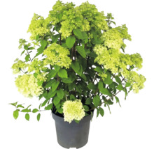 Hortensia paniculată Hydrangea paniculata cu flori verde deschis în ghiveci