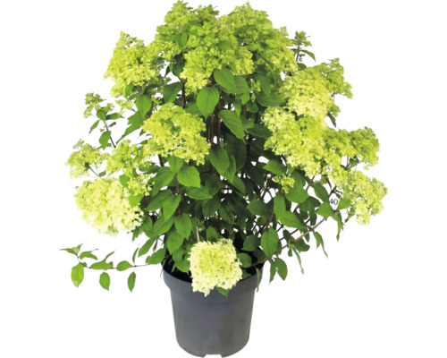 Hortensia paniculată Hydrangea paniculata cu flori verde deschis în ghiveci