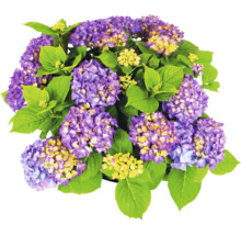 Hortensie cu flori mov și frunze verzi.