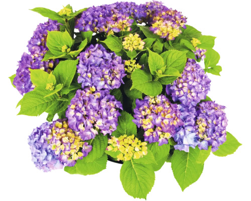 Hortensie cu flori mov și frunze verzi.