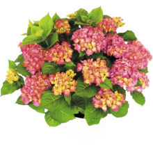 Hortensie Hydrangea macrophylla cu flori roz-galbene și frunze verzi în ghiveci alb.