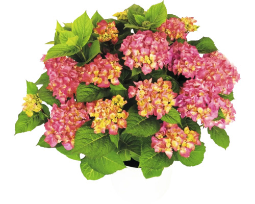 Hortensie Hydrangea macrophylla cu flori roz-galbene și frunze verzi în ghiveci alb.