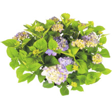Hortensie cu frunze verzi și flori violet-galbene.