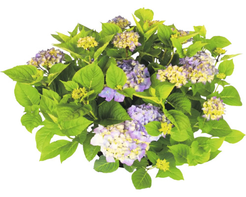Hortensie cu frunze verzi și flori violet-galbene.
