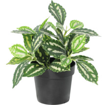Plantă de interior artificială Pilea cu frunze cu model în ghiveci de plastic negru.