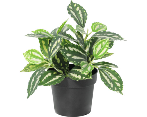 Plantă de interior artificială Pilea cu frunze cu model în ghiveci de plastic negru.