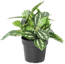 Plantă de interior Pilea cadierei în ghiveci de plastic cu modele de frunze alb-argintii.