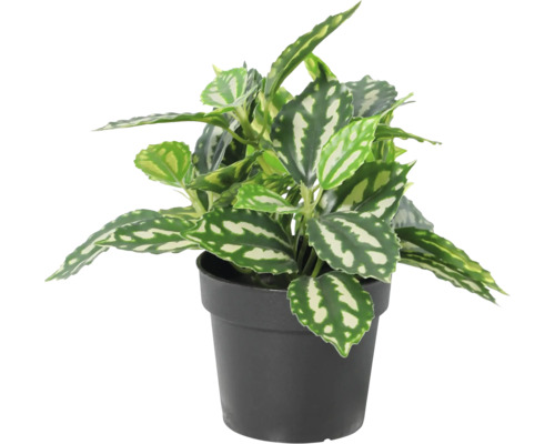 Plantă de interior Pilea cadierei în ghiveci de plastic cu modele de frunze alb-argintii.