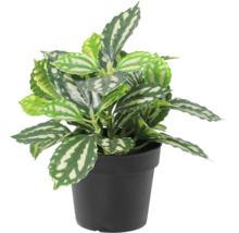 Plantă de apartament Pilea cadierei în ghiveci de plastic negru cu frunze cu model argintiu.