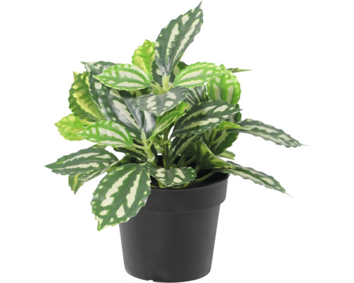 Plantă de apartament Pilea cadierei în ghiveci de plastic negru cu frunze cu model argintiu.