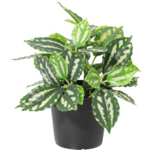 Plantă artificială Pilea în ghiveci negru din plastic.