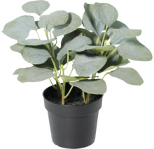 Plantă de eucalipt artificială cu frunze late într-un ghiveci negru.