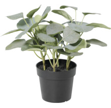 Eucalipt artificial în ghiveci de plastic negru pentru decorațiuni interioare.