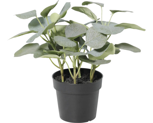 Eucalipt artificial în ghiveci de plastic negru pentru decorațiuni interioare.