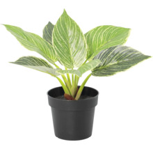 Plantă artificială Philodendron Birkin cu frunze dungate în ghiveci negru.