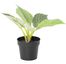 Plantă artificială Philodendron Birkin cu frunze în dungi verzi și albe într-un ghiveci negru.