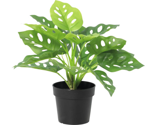 Plantă artificială Monstera Adansonii în ghiveci de plastic negru.