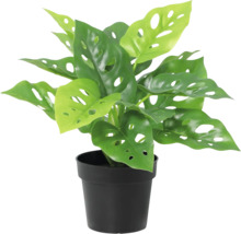 Plantă artificială Monstera Monkey Mask în ghiveci negru.