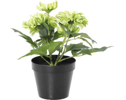 Floare artificială dalie în ghiveci de plastic negru, plantă artificială.