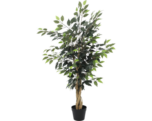 Ficus Benjamina artificial cu trunchi răsucit din lemn natural într-un ghiveci din plastic negru.