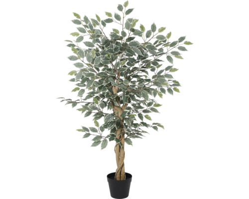 Ficus artificial cu trunchi împletit și frunze bicolore în ghiveci din plastic negru.