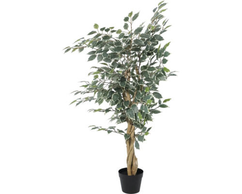 Ficus Benjamina artificial cu frunze variegate și trunchi împletit în ghiveci din plastic negru.