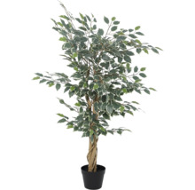 Plantă artificială Ficus Benjamina cu frunze variegate, trunchi din lemn veritabil răsucit și ghiveci din plastic negru.