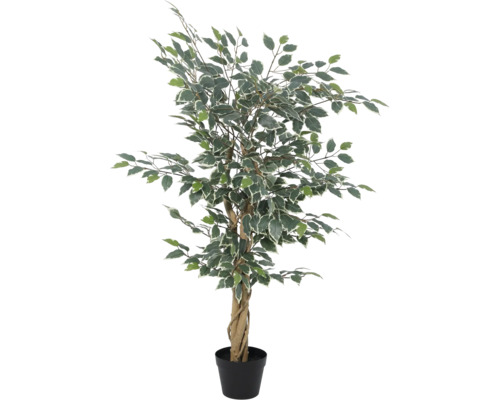 Plantă artificială Ficus Benjamina cu frunze variegate, trunchi din lemn veritabil răsucit și ghiveci din plastic negru.