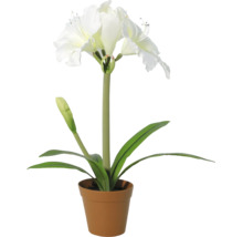 Amaryllis artificial cu flori albe în ghiveci de plastic.