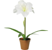 Amaryllis cu floare albă în ghiveci.