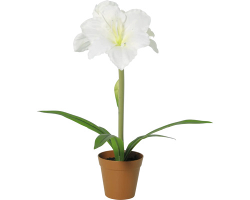 Amaryllis cu floare albă în ghiveci.