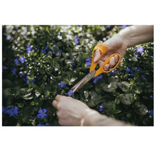 Foarfecă de grădină Fiskars care taie flori mov dintr-un strat.