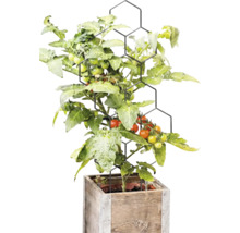 Plantă de tomate cu fructe pe un suport negru în formă de fagure într-o jardinieră pătrată din lemn.