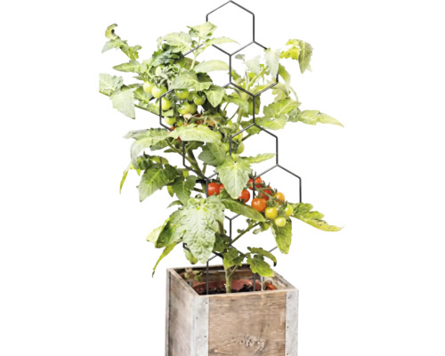 Plantă de tomate cu fructe pe un suport negru în formă de fagure într-o jardinieră pătrată din lemn.