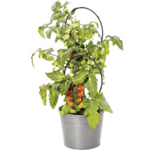 Plantă de tomate cu fructe în ghiveci de metal și cu suport negru