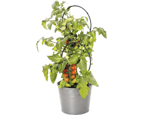 Plantă de tomate cu fructe în ghiveci de metal și cu suport negru