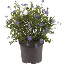 Ceanothus înflorită cu flori albastre într-un ghiveci din plastic gri.