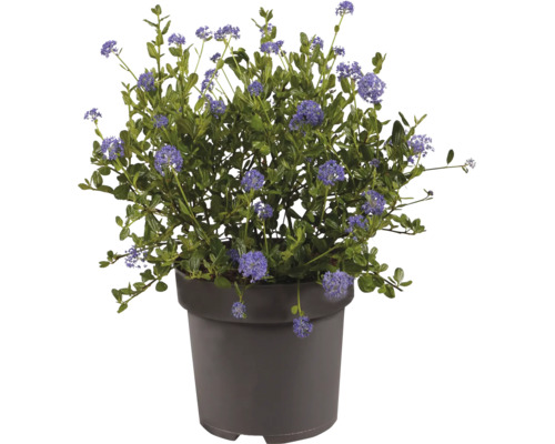 Ceanothus înflorită cu flori albastre într-un ghiveci din plastic gri.