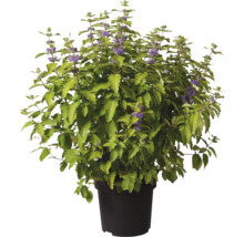 Plantă Caryopteris stufoasă cu frunze verzi și flori mici mov într-un ghiveci negru.
