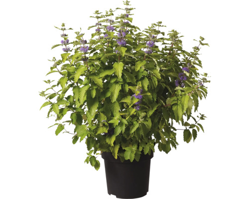 Plantă Caryopteris stufoasă cu frunze verzi și flori mici mov într-un ghiveci negru.