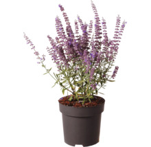 Pelin rusesc Perovskia atriplicifolia cu flori violete în ghiveci de plastic negru