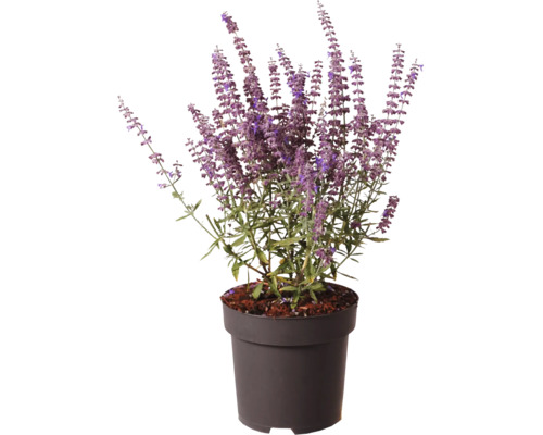 Pelin rusesc Perovskia atriplicifolia cu flori violete în ghiveci de plastic negru