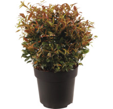 Photinia fraseri Little Red Robin în ghiveci de plastic