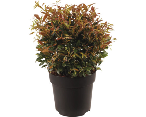 Photinia fraseri Little Red Robin în ghiveci de plastic